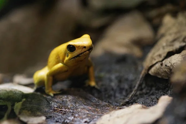 Gelber Giftfrosch — Stockfoto