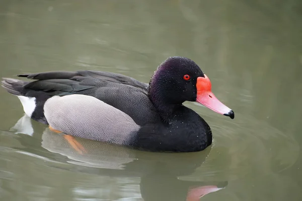 Růžová, Bill kachna nebo růžové účtováno Polák velký (Zrzohlávka peposaca) — Stock fotografie