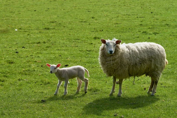 Schapen- en lamsvlees — Stockfoto