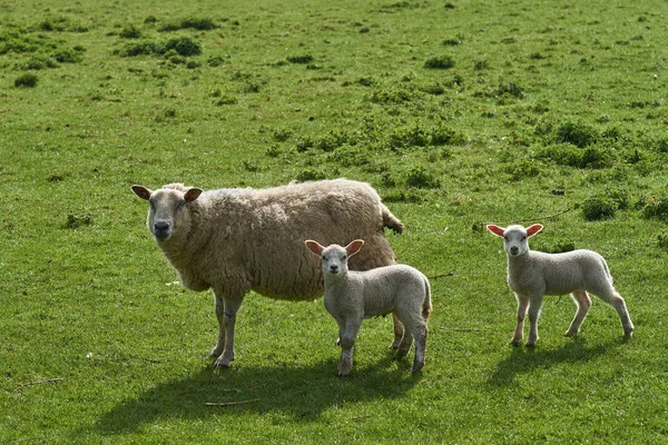 Sheep and two lambs — Stock Photo, Image