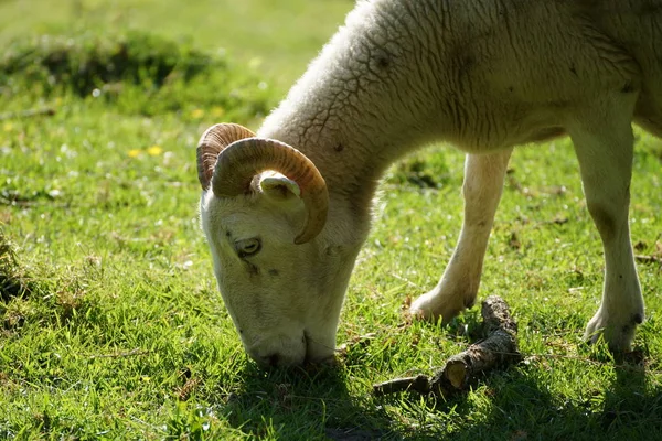 Detail van RAM-geheugen op de groene weide — Stockfoto