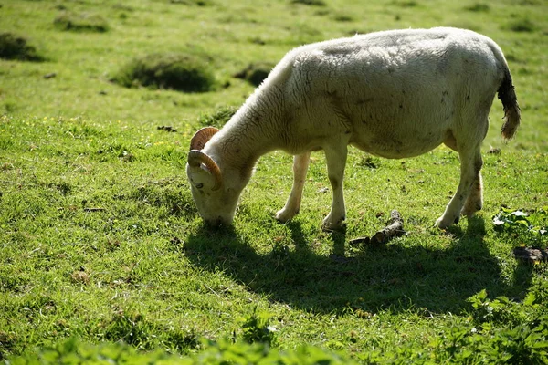 Ram sul prato verde — Foto Stock