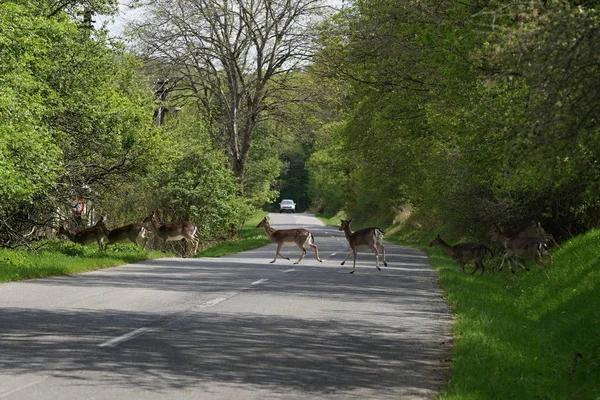 Roe herten kruising de weg. — Stockfoto