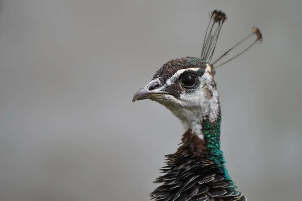 Peacock's hoofd oog in oog. — Stockfoto