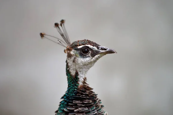 Peacock's hoofd oog in oog. — Stockfoto