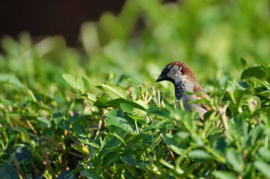 Bush üzerinde oturan serçe