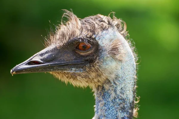 EMU struts närbild huvud — Stockfoto