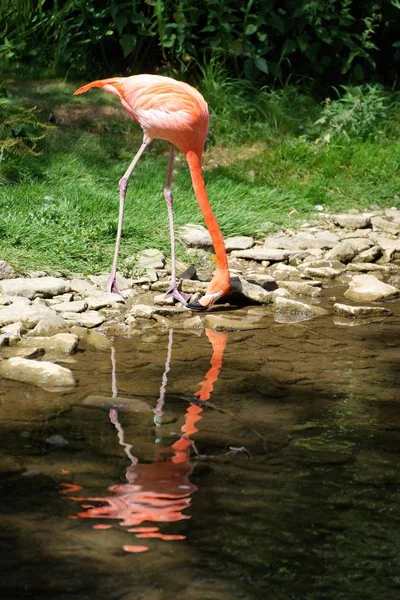 Dricka större flamingo — Stockfoto