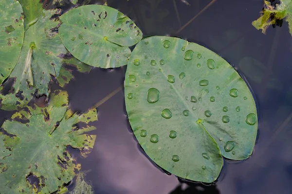 Hoja de lirio de agua con gotas de agua — Foto de Stock