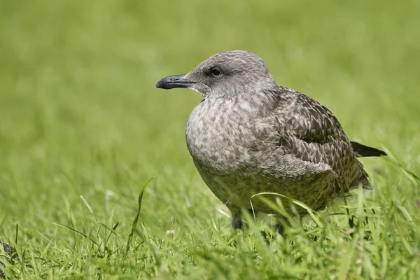 Gaivota marrom na grama verde — Fotografia de Stock