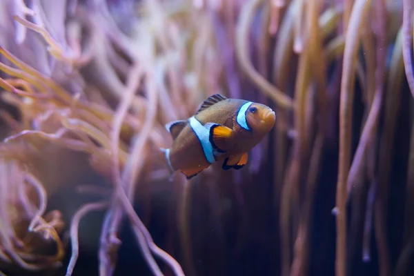 Peces payaso en anémona marina — Foto de Stock