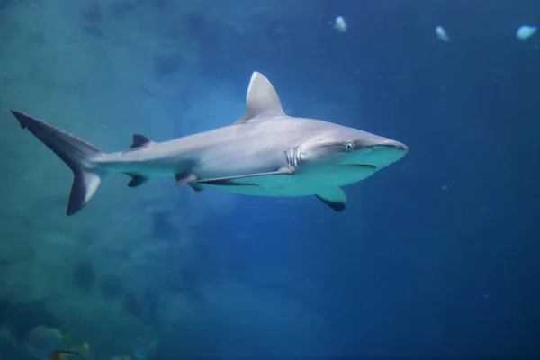 Danger Grey Reef Shark in the ocean Royalty Free Stock Images