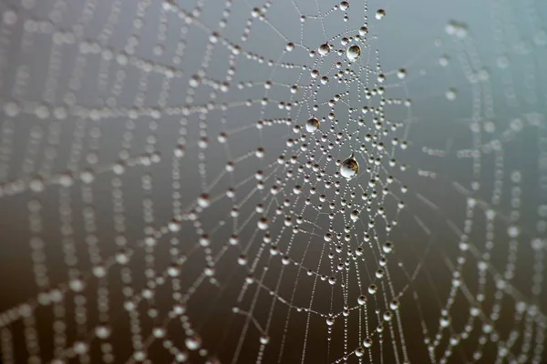 Pókháló az esőcseppek Stock Kép