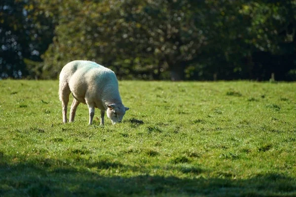 Овцы на зеленой траве — стоковое фото