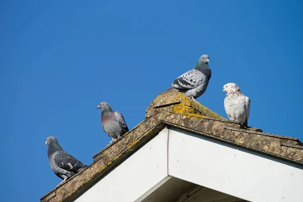 Duiven op het dak — Stockfoto