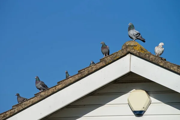 Galambok a tetőn. Stock Fotó