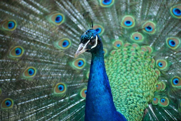 Nära Håll Huvudet Beautifull Påfågel Visar Hans Stjärtfjädrar Bakgrunden — Stockfoto