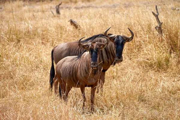 Két gnú Dél-Afrikában — Stock Fotó