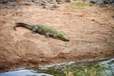 Güney Afrika 'da Nil Timsahı