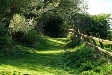 Yol gibi tünel ağaçlar ve yeşil çimenler