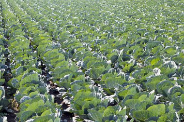 Taze yetişmiş lahana tarlası.