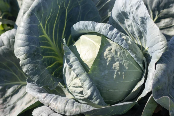 Big cabbage in the garden — Stock Photo, Image