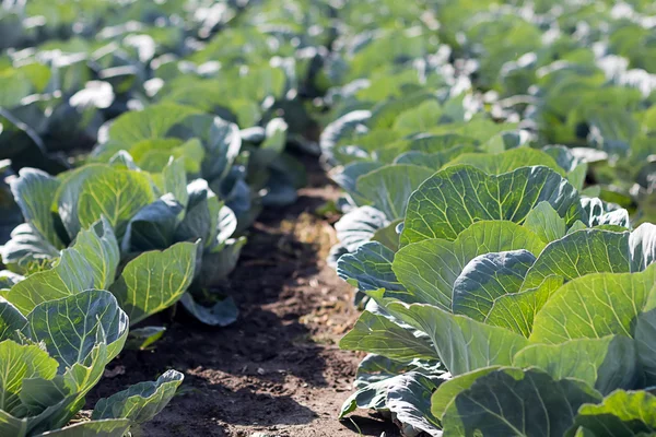 Freshly growing cabbage field — Stock Photo, Image