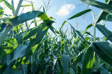 Yeşil Mısır alan. Yeşil Mısır.