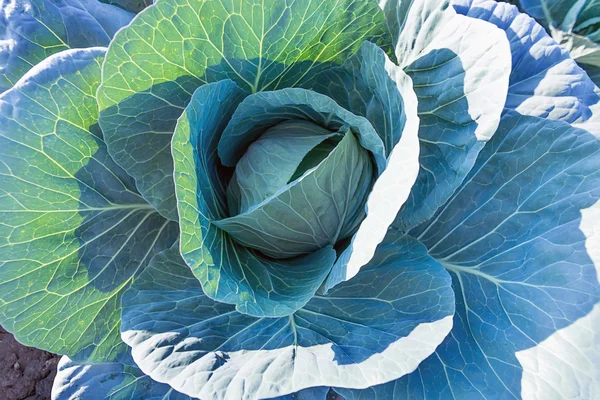 Big cabbage in the garden. Freshly growing cabbage field. — Stock Photo, Image