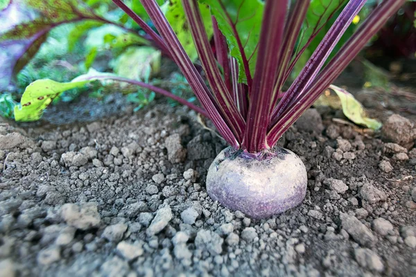 Rote Bete im Gemüsegarten. Rote Bete anbauen. — Stockfoto