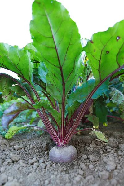 Beetroot in a vegetable garden. Growing beetroot. — Stock Photo, Image