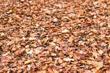 Sonbahar yaprakları. Sonbahar yaprakları.