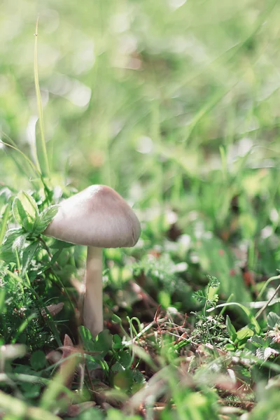 Mushrooms Growing in Grass. Magic Mushroom