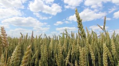 Yeşil buğday alan. Buğday alan ve bulutlar. Yeşil buğday alanı güneşli gün, mavi gökyüzü, cennet, yaz manzara