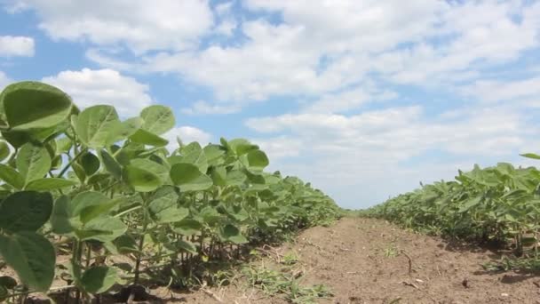 Grüne Sojabohnenpflanzen dicht aneinander gereihte Sojapflanzen auf einem bewirtschafteten Feld — Stockvideo