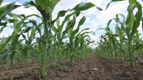 Зеленое кукурузное поле, голубое небо и солнце в летний день. Зеленое кукурузное поле, Молодая зеленая кукуруза — стоковое видео