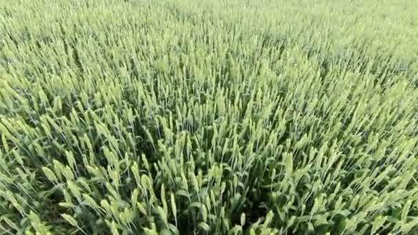 Grünes Weizenfeld an sonnigem Tag. — Stockvideo