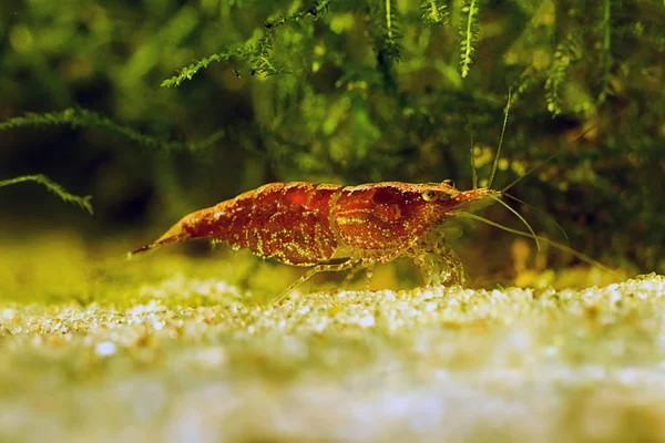 Röda räkor i ett akvarium. Röda räkor. Kvinna. — Stockfoto