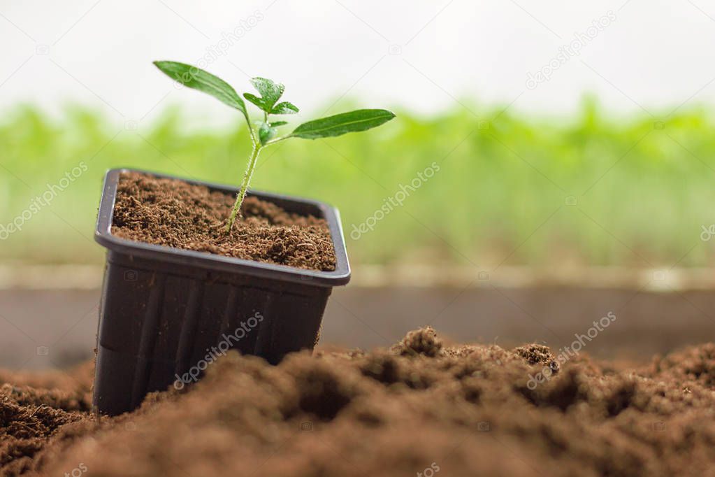 Potted seedlings growing. Small plant growing in clay pot