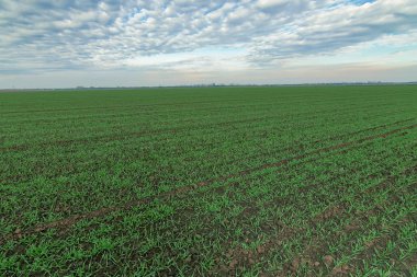 Kış buğday fidan ve mavi gökyüzü. Genç buğday alanında