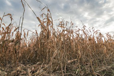 Mısır sonbahar tarım alanıyla. Mısır alan sonbahar. 