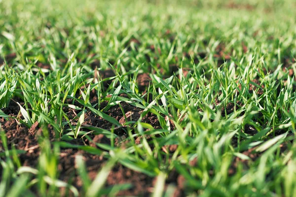 Trigo verde joven creciendo en el suelo — Foto de Stock