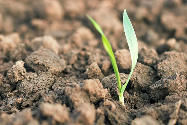 Розсада весняної пшениці. Концепція зростання . — стокове фото
