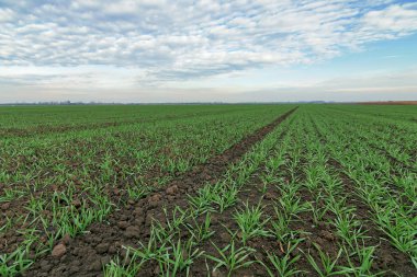 Buğday fidan ve mavi gökyüzü. Genç buğday alanında