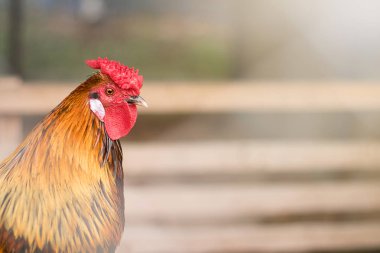 Organik tavuk çiftliği. Horoz otantik tarım