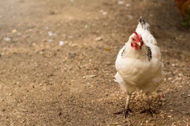 Organik tavuk çiftliği. Bahar adlı dışında tavuk.