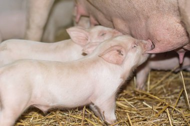 Piglets feeding from mother pig.  clipart