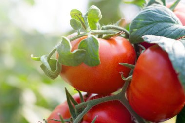 Bir seranın dalında yetişen olgun domatesler..