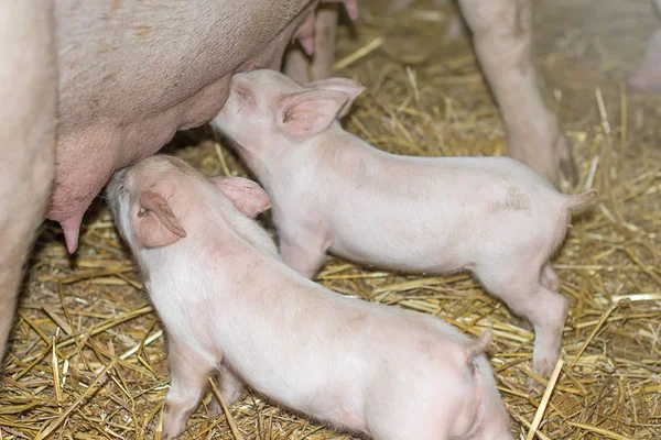 Smågrisar matning från mamma gris. — Stockfoto