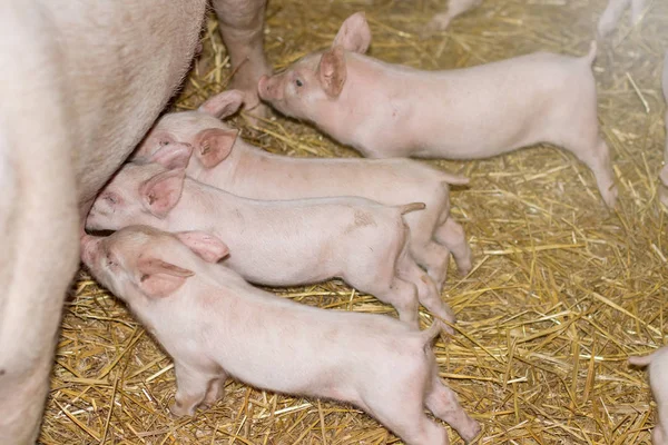 Piglets feeding from mother pig.